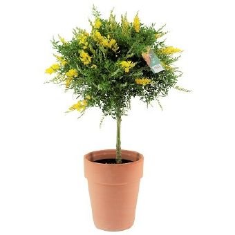 Dekoratyvinis krūmas, prožirnis (raipstas), ant stiebo, vazonėlio skersmuo 19 cm.