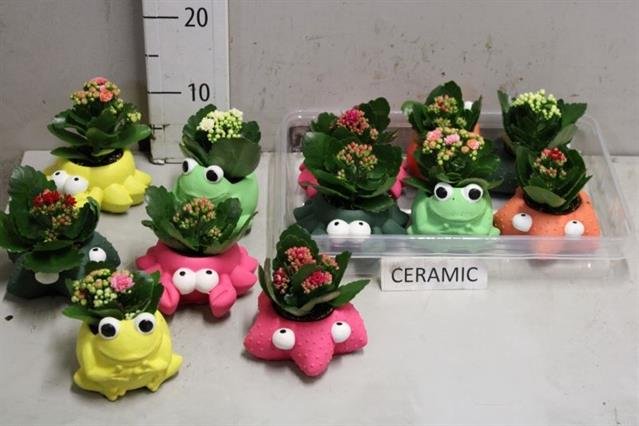 Kambarinis augalas, kalankė, kompozicija vazonėlyje, vazonėlio skersmuo 7 cm.