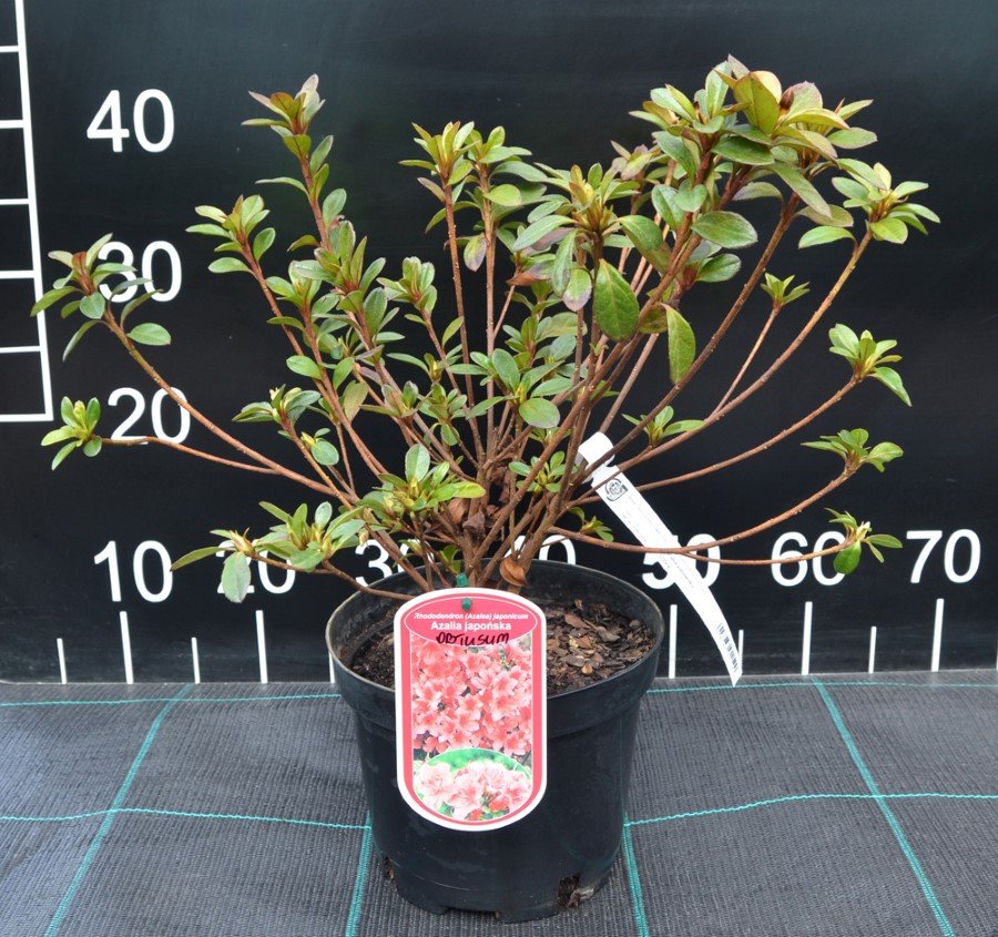 Dekoratyvinis krūmas, azalija japoninė, įvairios, vazonas 2,5 l.