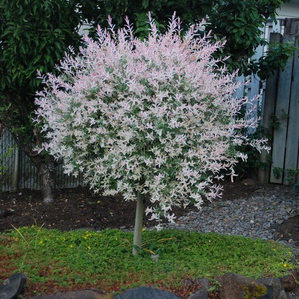 Dekoratyvinis medis, gluosnis "Hakuro Nishiki", vazonas 3 l.