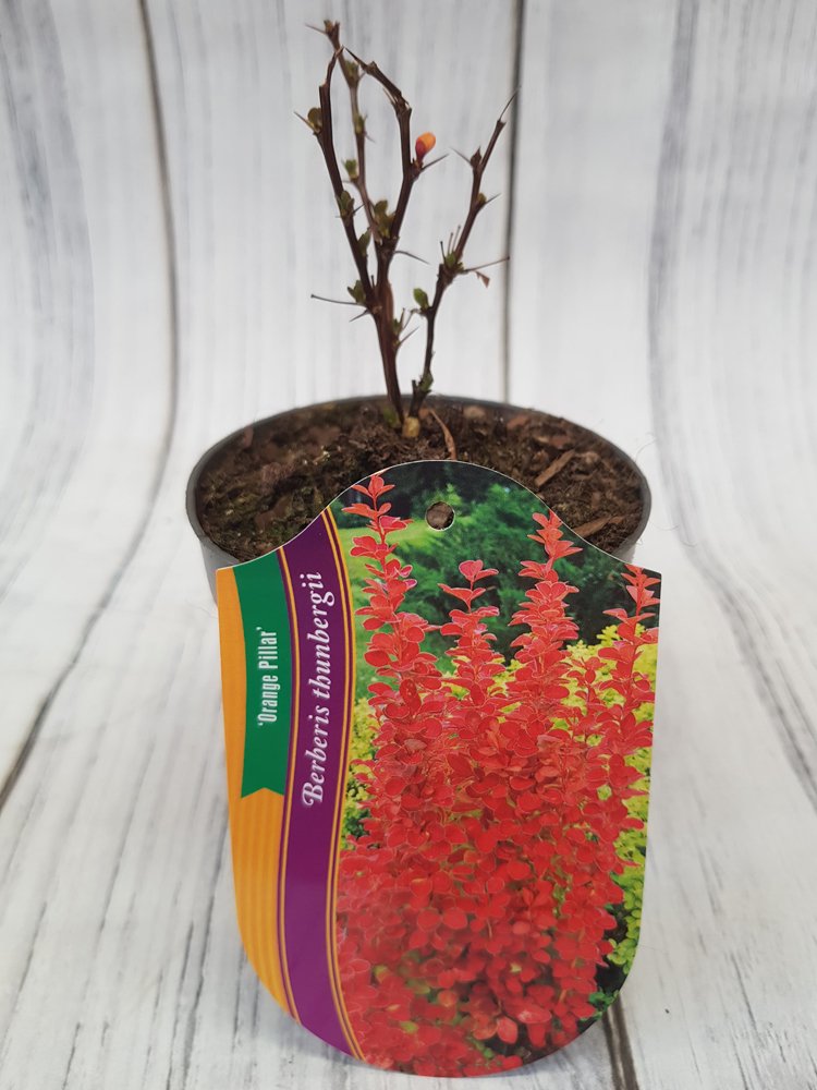 Dekoratyvinis krūmas, raugerškis tunbergo "Orange Pillar", vazonėlio skersmuo 9 cm.