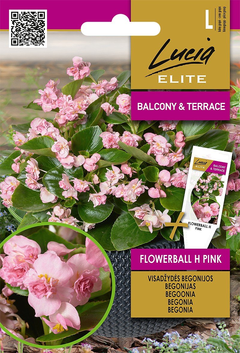 Gėlių sėklos, LUCIA ELITE ELN begonijos visažydės FLOWERBALL H PINK, 5 g.