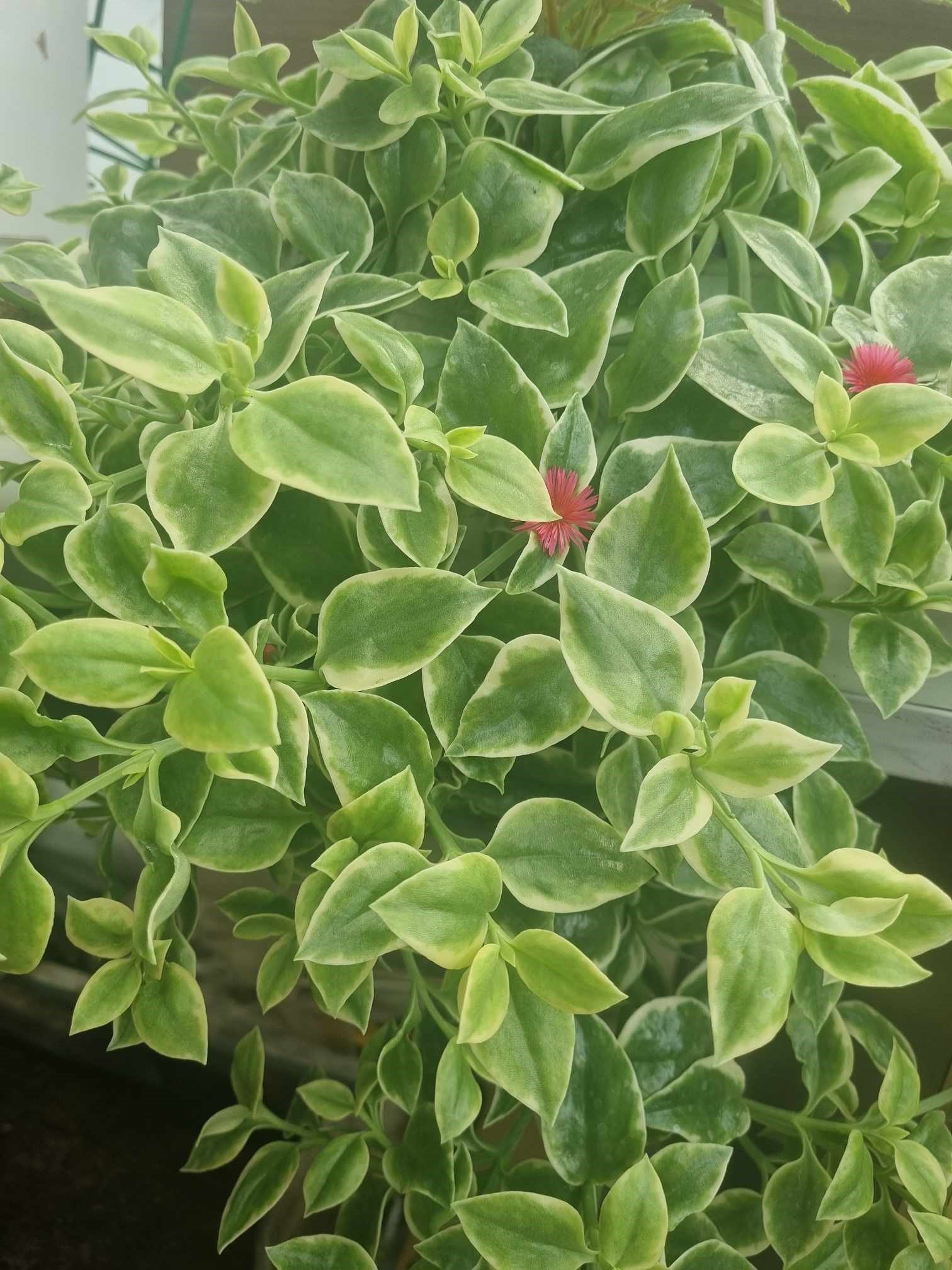 Vienmetė gėlė, daratėlė "Mezoo", vazonėlio skersmuo 15 cm.