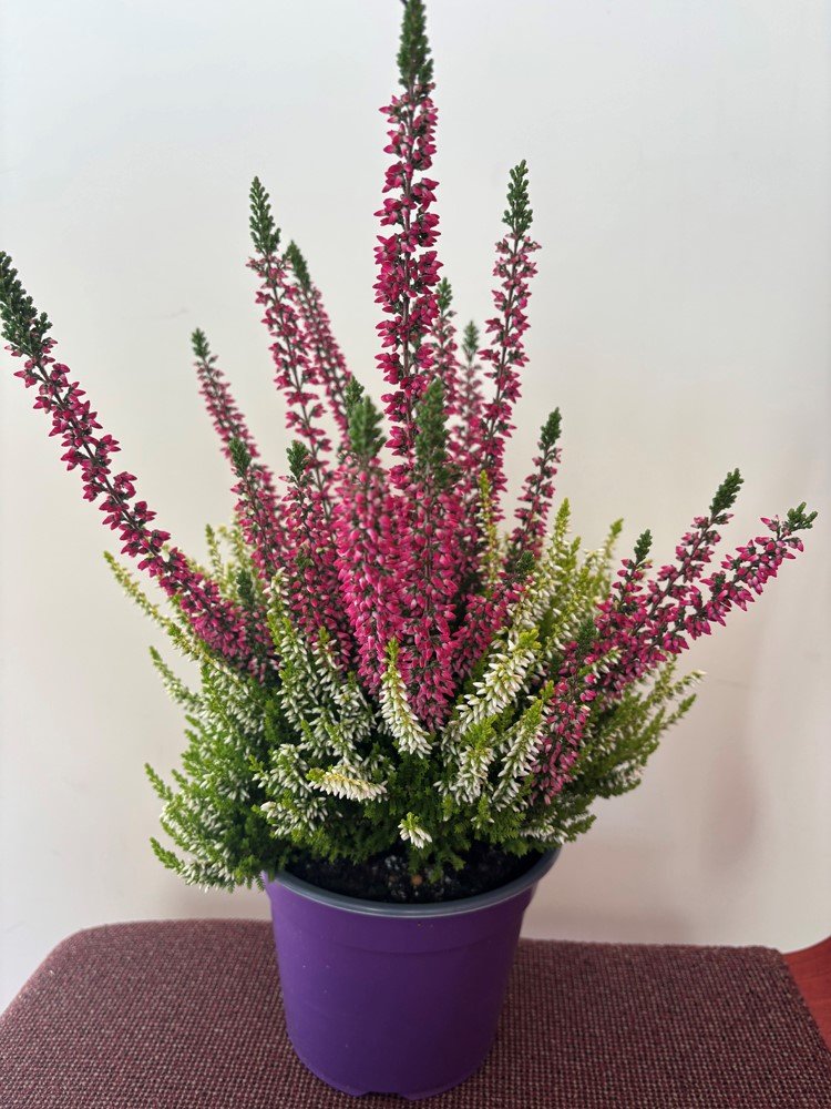 Vienmetė gėlė, viržis "Collor Crown", vazonėlio skersmuo 14 cm.