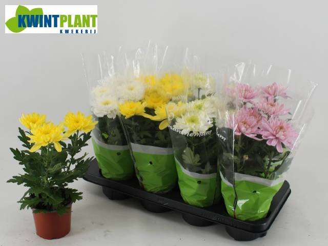 Vienmetė gėlė, chrizantema "Zembla", vazonėlio skersmuo 12 cm.