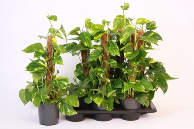 Kambarinis augalas, skindapas "Mosstok", vazonėlio skersmuo 15 cm.