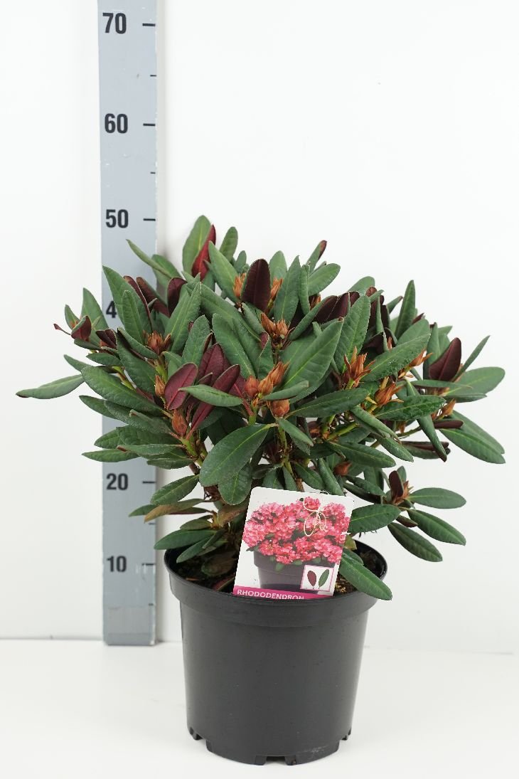 Dekoratyvinis krūmas, rododendras "Wine & Roses", vazonas 5 l.