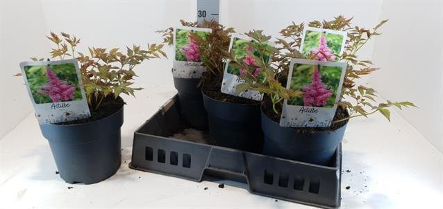 Daugiametė gėlė, astilbė, vazono skersmuo 19 cm.