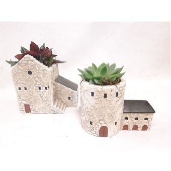 Kambarinis augalas, kalvorė (eševerija), keraminėje kompozicijoje, vazonėlio skersmuo 13 cm.