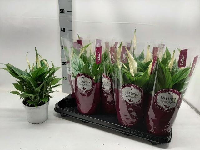 Kambarinis augalas, vėzdūnė "Bellini", vazonėlio skersmuo 12 cm.