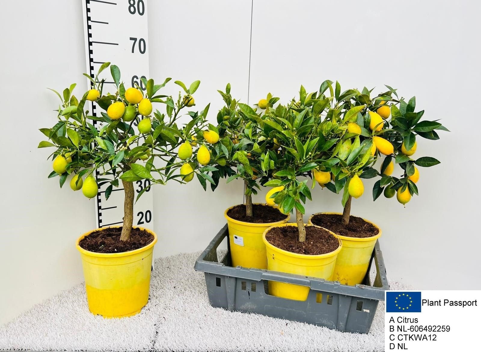 Kambarinis augalas, citrinmedis "Floridana", vazonėlio skersmuo 21 cm.