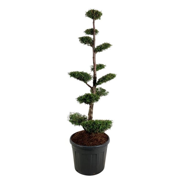 Spygliuotis, tuja vakarinė "Brabant" (bonsai), aukštis 150-175 cm., vazonas 90 l.
