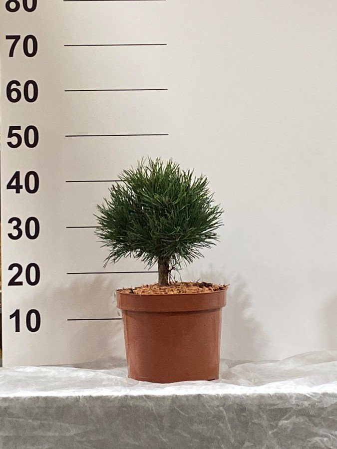 Spygliuotis, pušis "Minikin", vazonėlio skersmuo 23 cm.