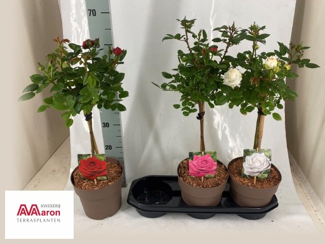 Daugiametė gėlė, rožė, ant stiebo, įvairios, vazonėlio skersmuo 19 cm.