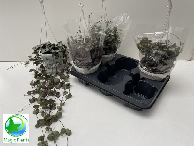 Kambarinis augalas, ceropegija "Silve Glory", vazonėlio skersmuo 14 cm.