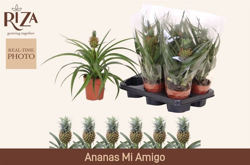 Kambarinis augalas, ananasas dekoratyvinis "Mi Amigo", vazonėlio skersmuo 12 cm.