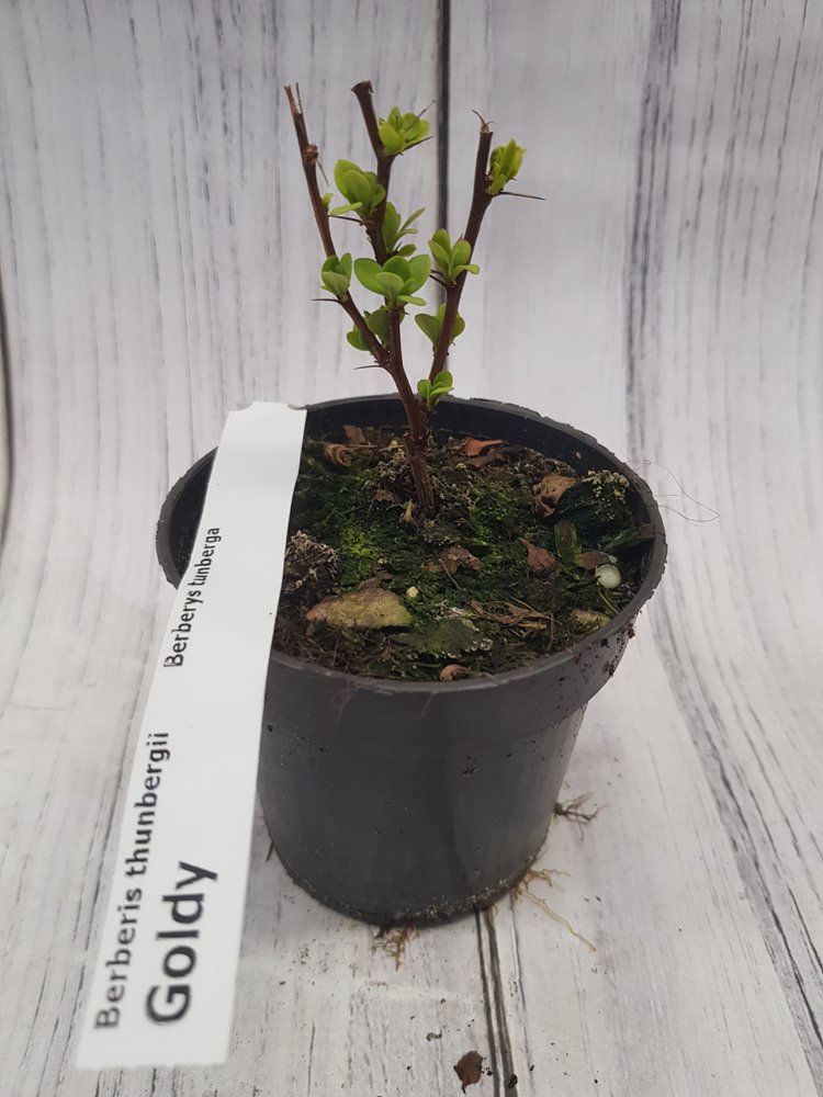 Dekoratyvinis krūmas, raugerškis tunbergo "Goldy/yellow Bird", vazonėlio skersmuo 9 cm.