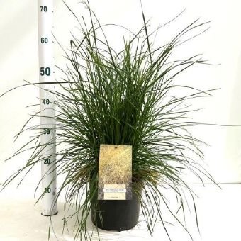Žolinis augalas, kupstinė šluotsmilgė "Goldtau", vazonėlio skersmuo 21 cm.