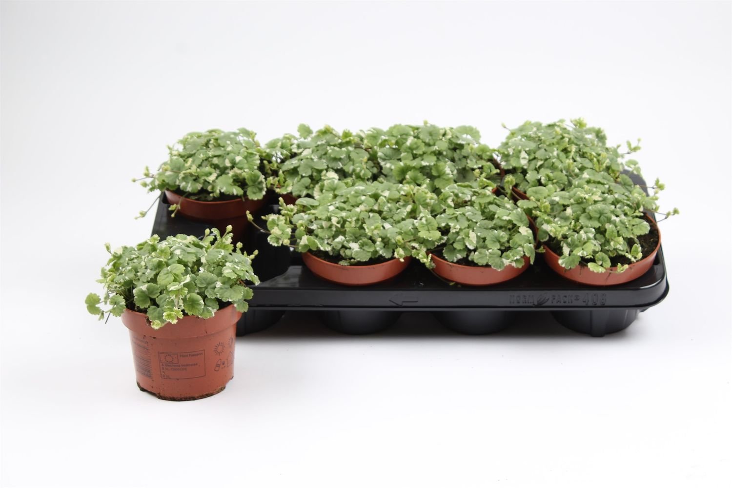 Vienmetė gėlė, tramažolė, vazonėlio skersmuo 10 cm.