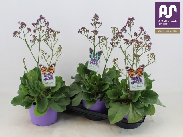 Daugiametė gėlė, kermėkas "Salt Lake", vazonėlio skersmuo 19 cm.