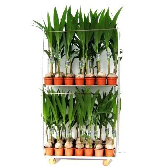 Kambarinis augalas, palmė kokosinė, vazono skersmuo 19 cm.