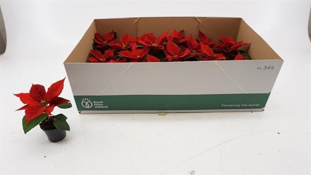 Kambarinis augalas, puansetija, raudonos spalvos, vazonėlio skersmuo 6 cm.