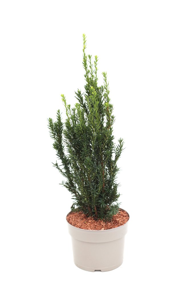 Spygliuotis, kukmedis tarpinis "Hillii", vazonėlio skersmuo 23 cm.