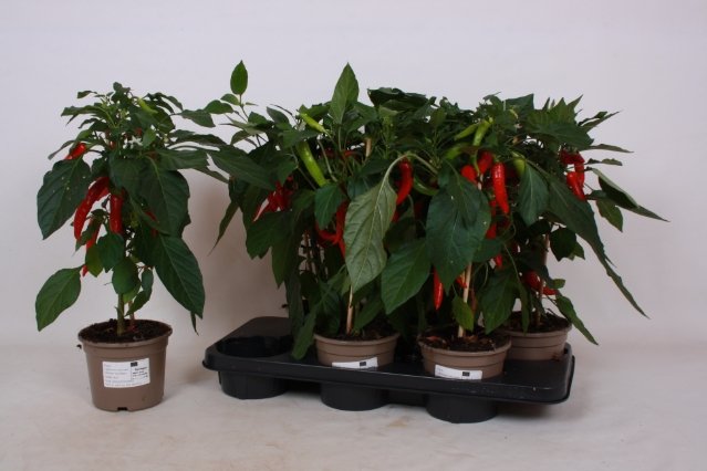 Vienmetė gėlė, pipiras dekoratyvinis, vazonėlio skersmuo 14 cm.