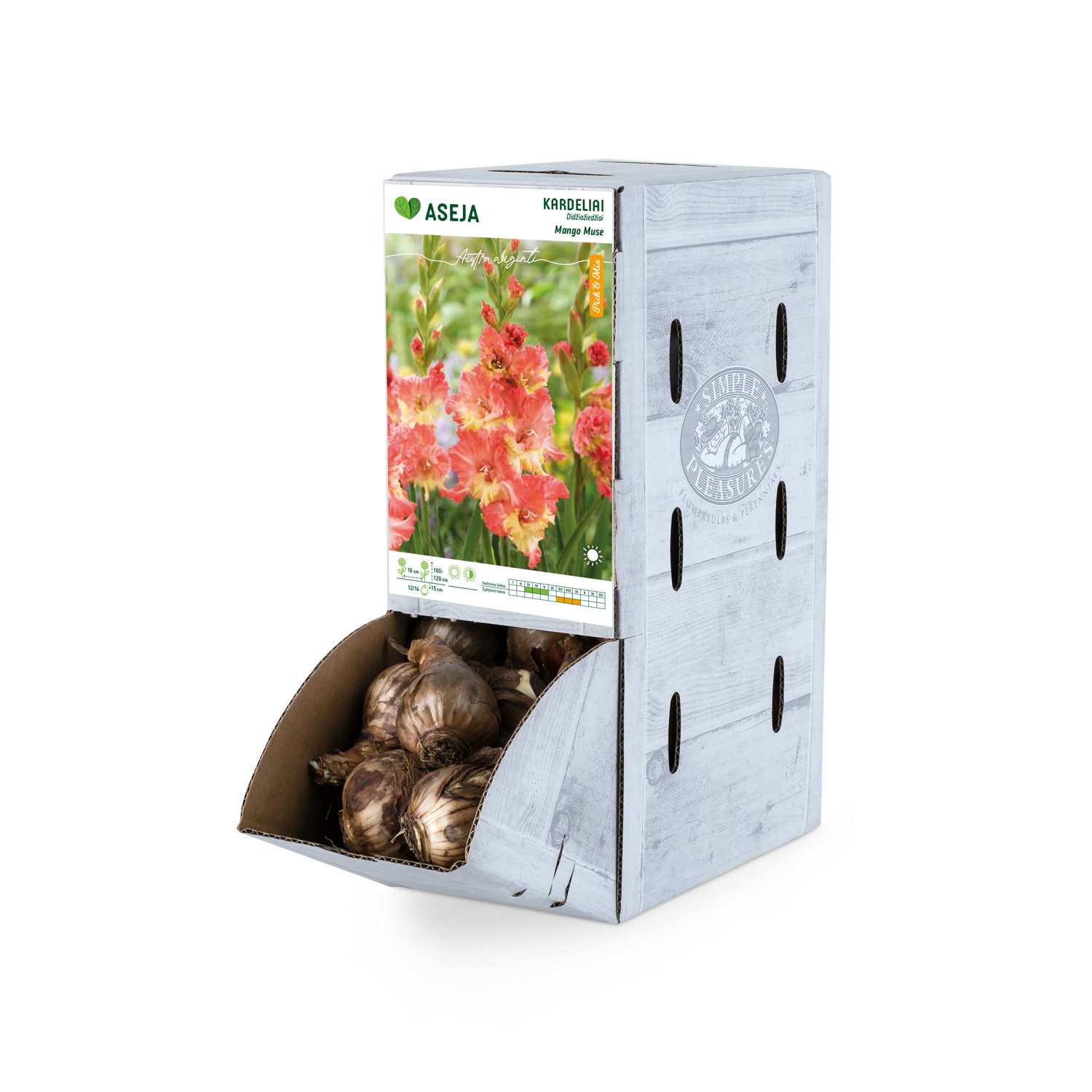 Didžiažiedžio kardelio svogūnėlis ASEJA Mango Muse, 1 vnt., 12/14, Rackbox, 83945400, (P)