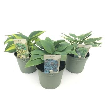 Daugiametė gėlė, melsvė, vazono skersmuo 19 cm.