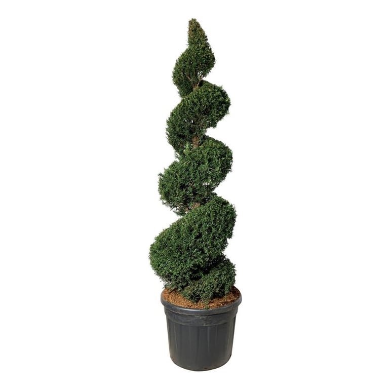 Spygliuotis, kukmedis europinis, spiralės formos, aukštis 175-200 cm., vazonas 90 l.