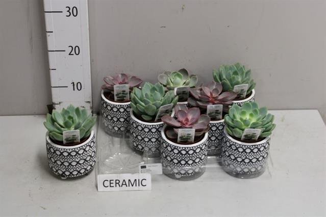 Kambarinis augalas, kalvorė (eševerija), vazonėlio skersmuo 9 cm.