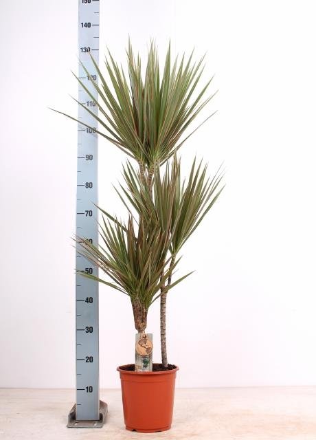 Kambarinis augalas, dracena margalapė, vazonėlio skersmuo 21 cm.