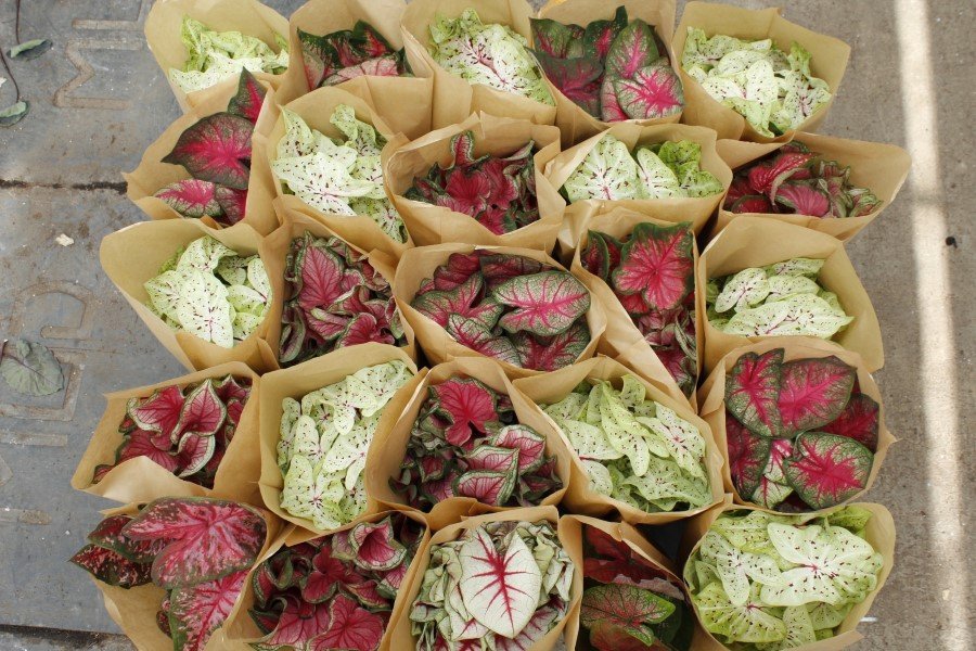 Kambarinis augalas, kaladis, įvairūs, vazonėlio skersmuo 21 cm.