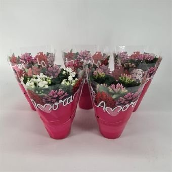 Kambarinis augalas, buvardija, vazonėlio skersmuo 12 cm.