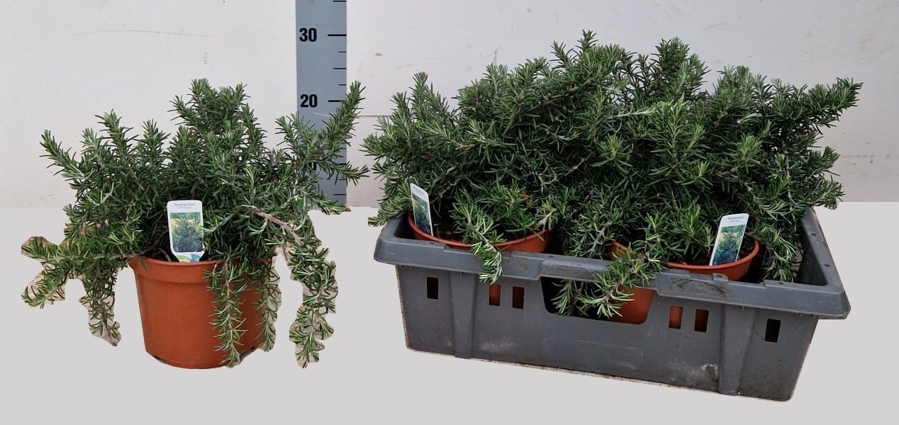 Prieskoninis augalas, rozmarinas "Prostrat", vazonėlio skersmuo 19 cm.