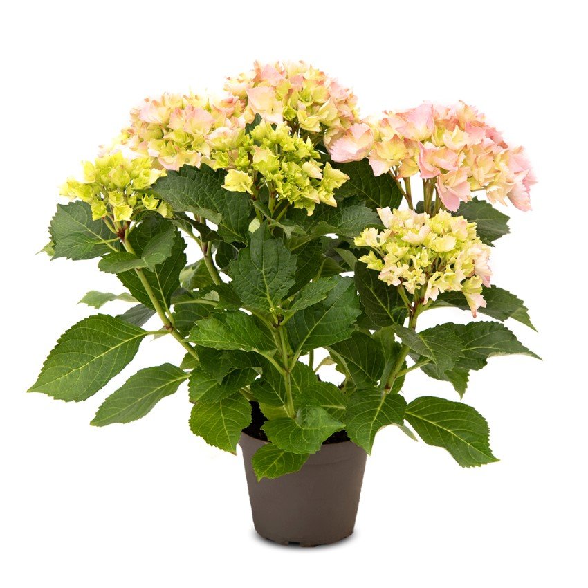 Dekoratyvinis krūmas, hortenzija didžialapė "Rock & Roll", rožinės sp., vazonėlio skersmuo 23 cm.