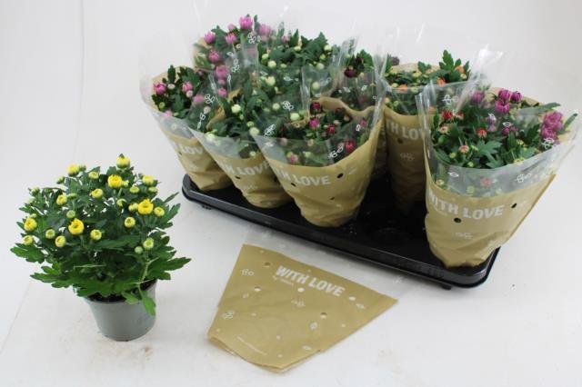 Kambarinis augalas, chrizantema, vazonėlio skersmuo 12 cm.