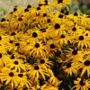 Daugiametė gėlė, rudbekija žėrinčioji "Goldsturm", vazono talpa 2 l.