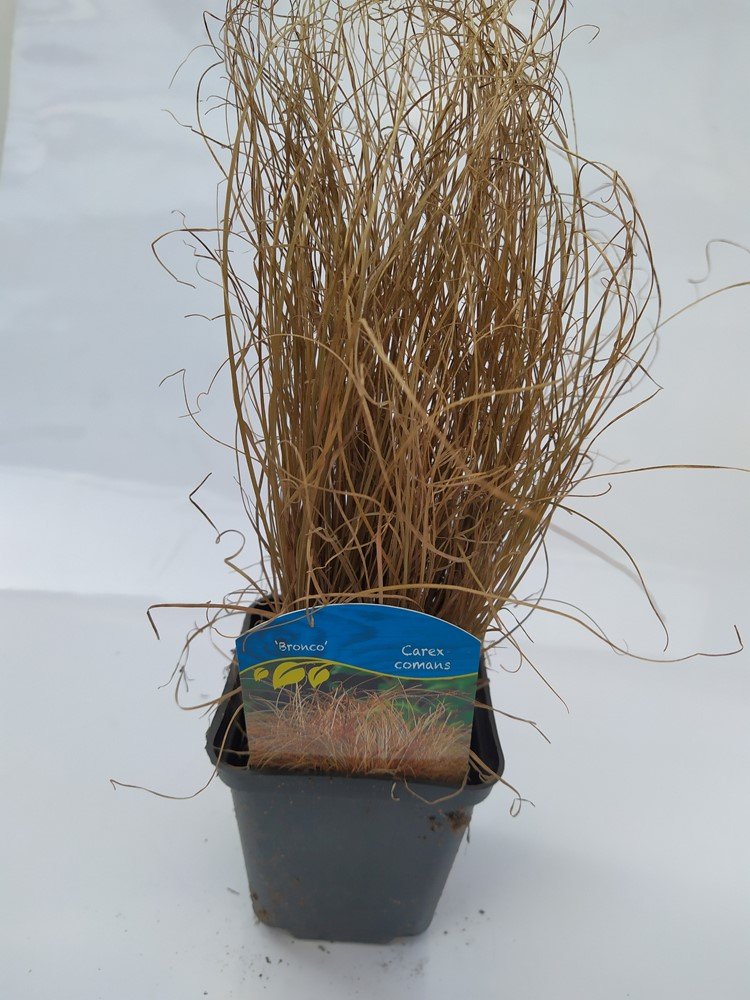 Žolinis augalas, viksva "Bronco", vazonėlio skersmuo 9 cm.