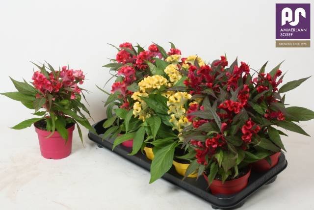 Vienmetė gėlė, celiozija "Hot topic Gem", vazonėlio skersmuo 12 cm.