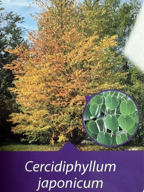 Dekoratyvinis medis, puošmedis japoninis, vazonėlio skersmuo 21 cm.