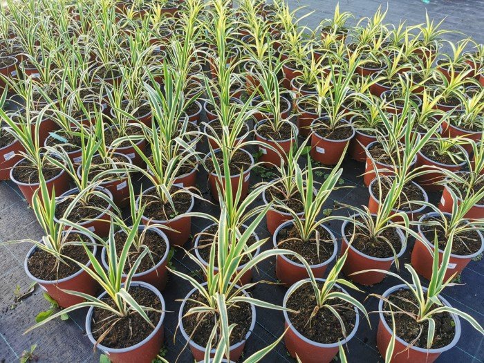 Žolinis augalas, juka, vazono skersmuo 19 cm.