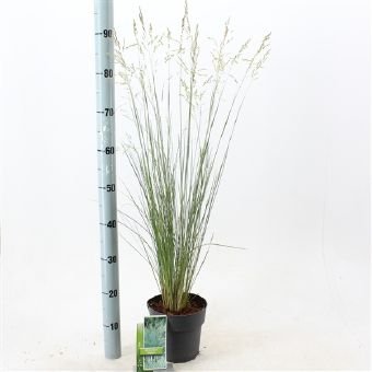 Žolinis augalas, miglė "Glauca", vazono skersmuo 17 cm.