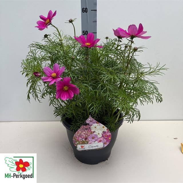 Vienmetė gėlė, kosmėja, vazonėlio skersmuo 26 cm.