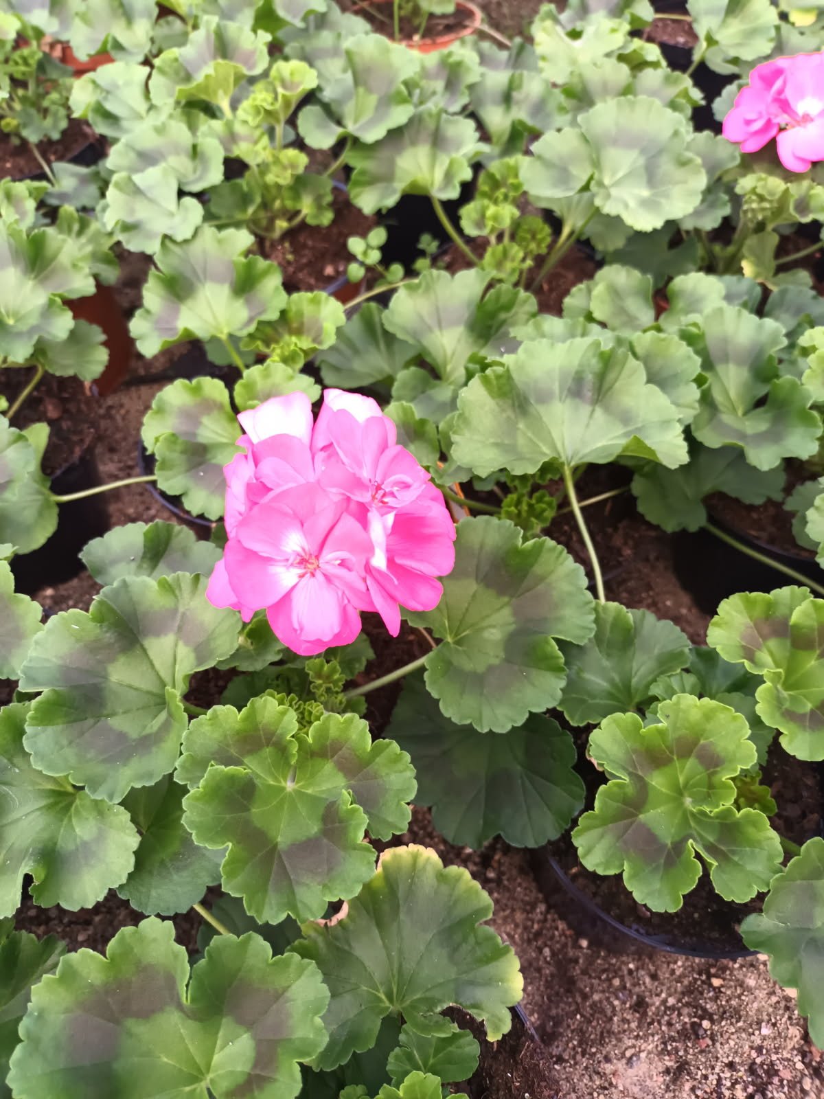 Vienmetė gėlė, pelargonija (svyranti), vazonėlio skersmuo 12 cm.