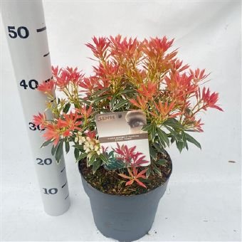 Dekoratyvinis krūmas, pieris "Flaming Silver", vazono skersmuo 23 cm.