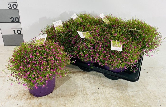 Daugiametė gėlė, guboja "Gypsy", vazonėlio skersmuo 17 cm.