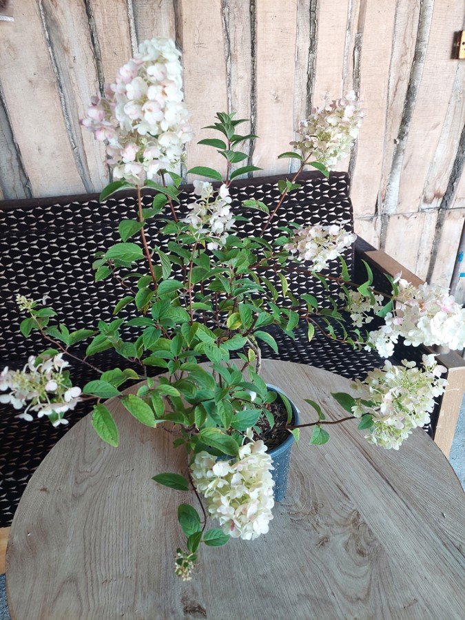 Dekoratyvinis krūmas, hortenzija šluotelinė "Vanille Fraise", vazonas 2 l.