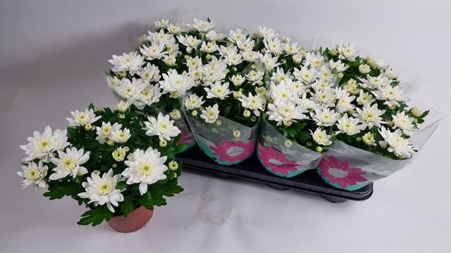 Kambarinis augalas, chrizantema, vazonėlio skersmuo 14 cm.